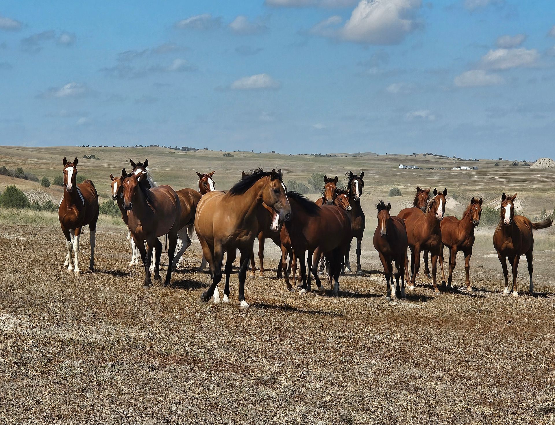 Thomas Janis' horses in their pasture
