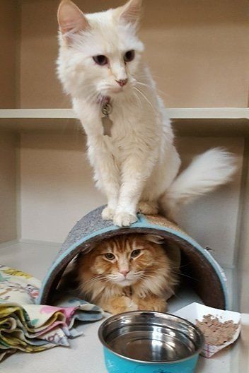 Spokane Cat Clinic Cat Feline Veterinarian Spokane Wa