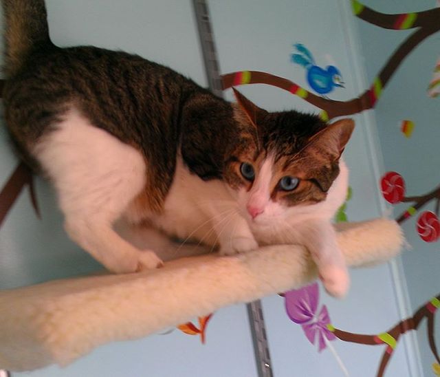 Spokane Cat Clinic Cat Feline Veterinarian Spokane Wa