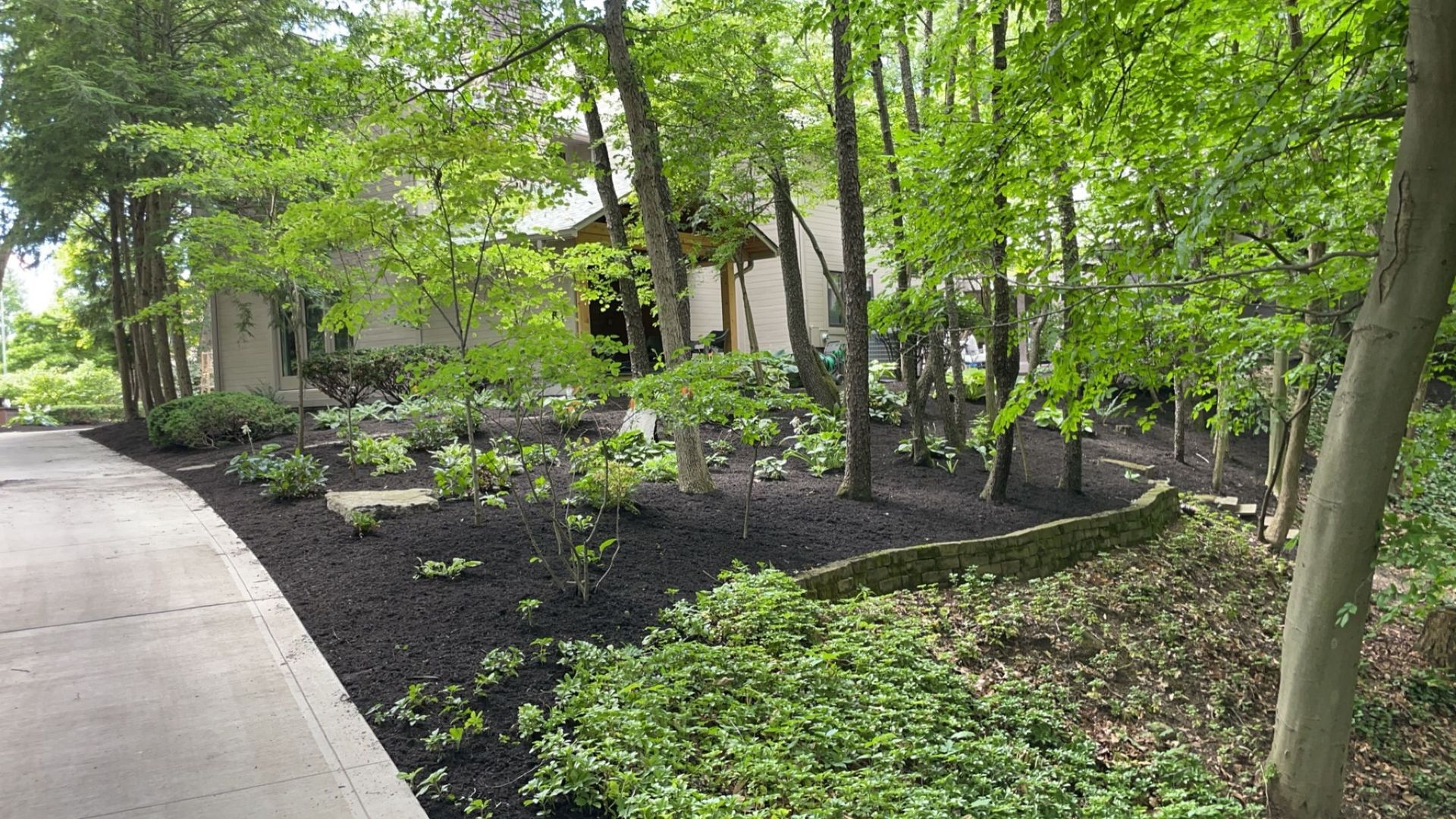 A house surrounded by lush greenery and trees with a mulch flowerbed and concrete walkway.