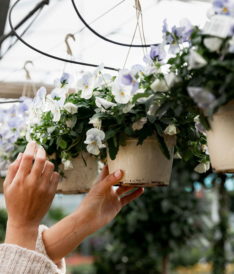 Hands adjust a hanging flower pot filled with white and purple pansies in a greenhouse.