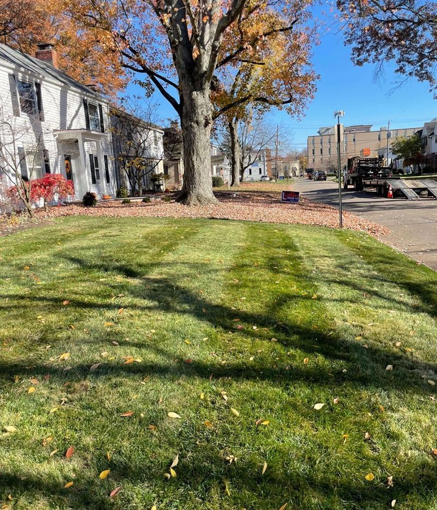 A lush green lawn with a tree in the middle of it.