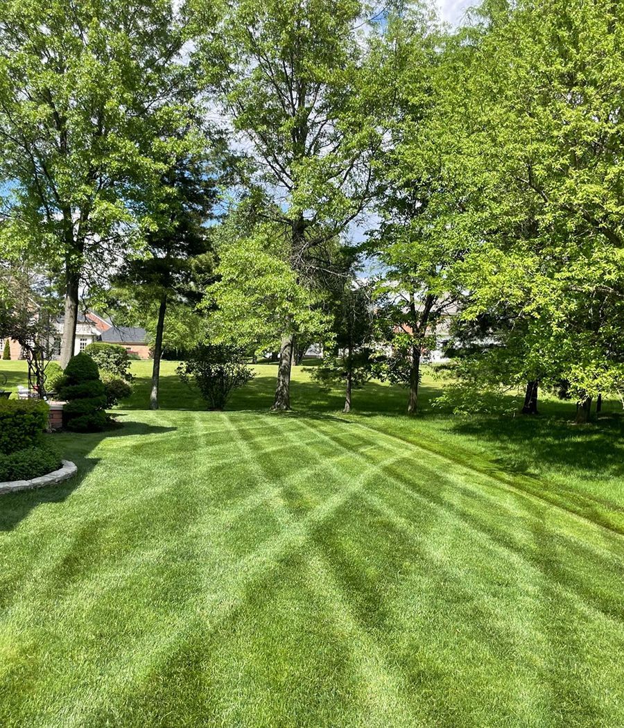 A lush green lawn is surrounded by trees on a sunny day.