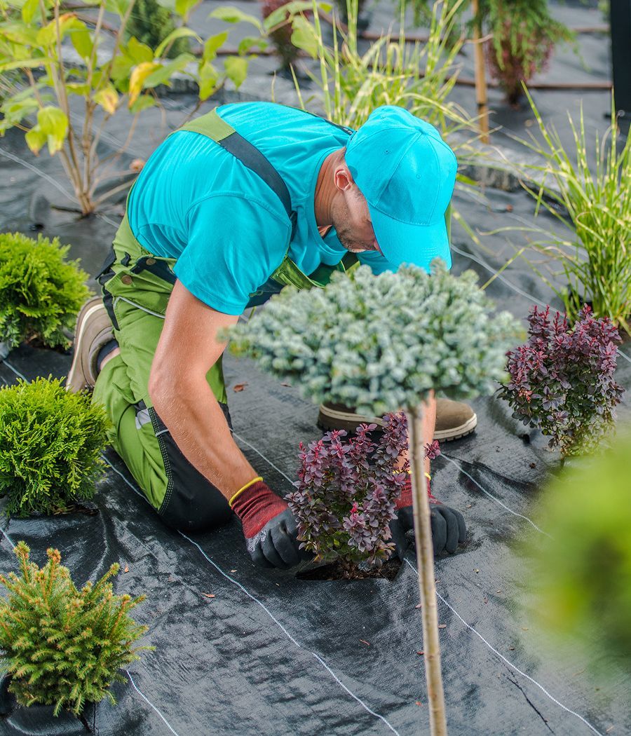 Gardener in blue shirt and green pants planting shrubs on black landscape fabric.