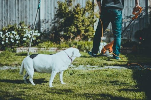 A man is mowing the lawn with a lawn mower while a dog looks on.
