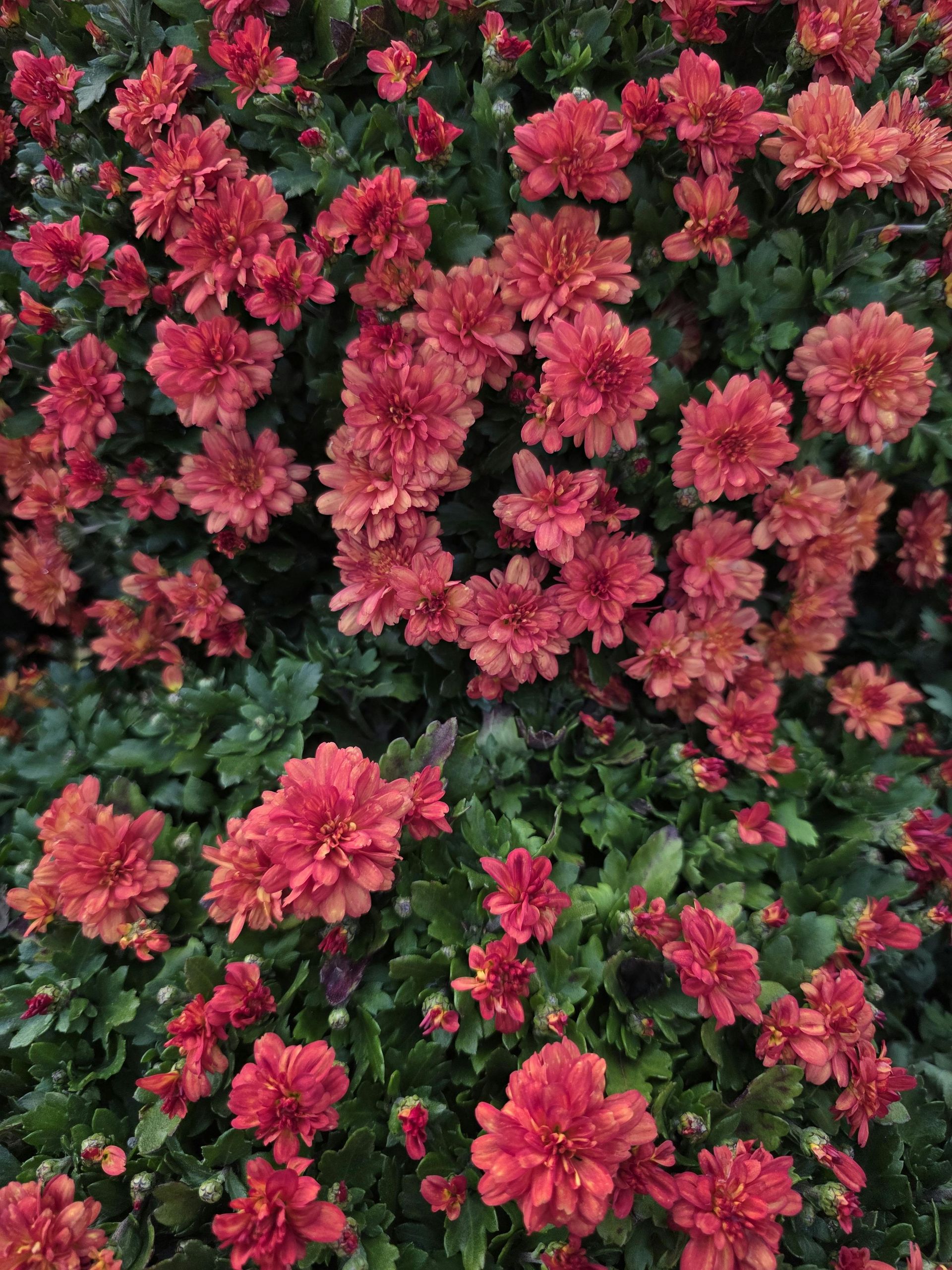 Person in orange shirt, selecting white flowers, holding pot of red flowers.