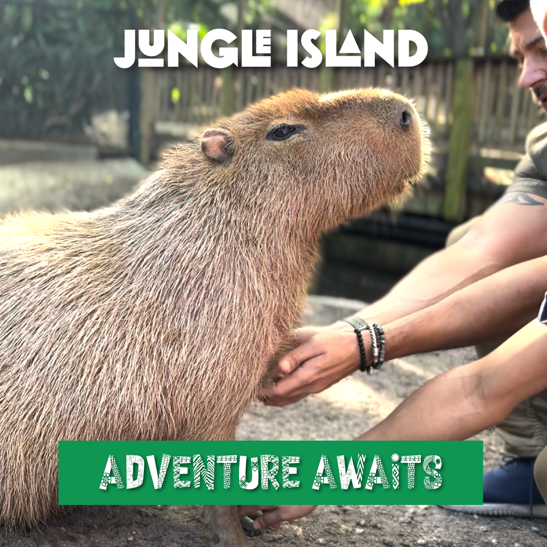 A person is petting a capybara at jungle island.