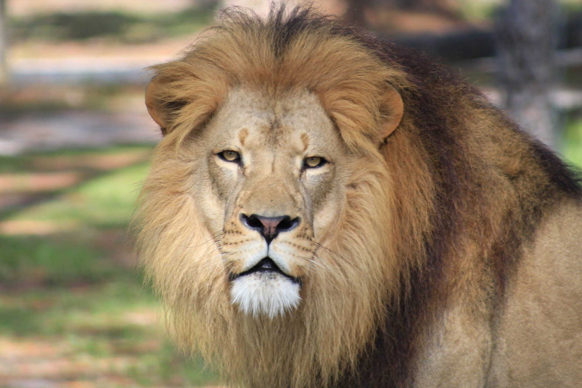 lion safari tampa
