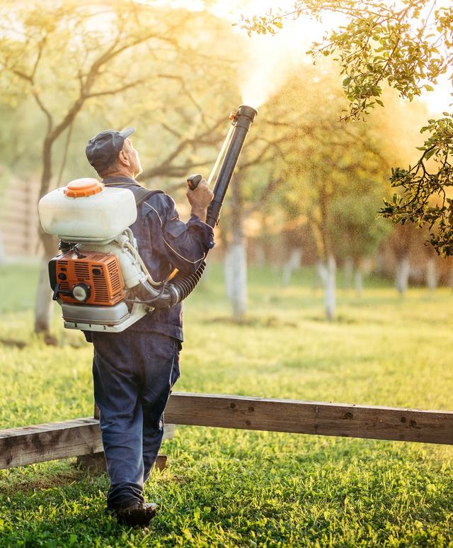 Insect Removal in Santa Cruz CA