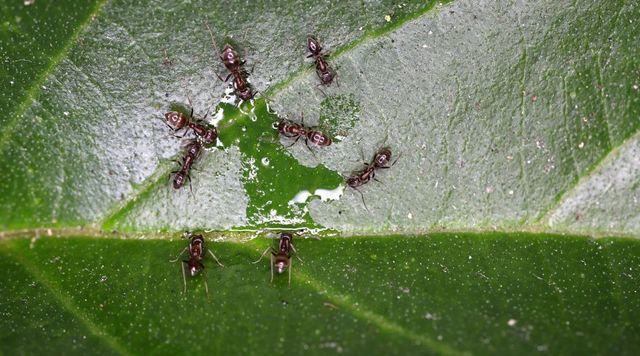 Ant Control And Prevention In Marysville