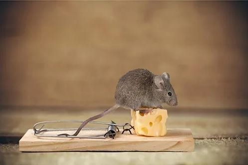 Rat On Cheese Mouse Trap — Seaside, CA — Monterey Pest Control Inc.