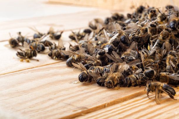 Dead Bees — Seaside, CA — Monterey Pest Control Inc.