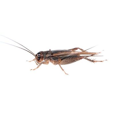Cricket — Seaside, CA — Monterey Pest Control Inc.