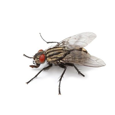 Fly — Seaside, CA — Monterey Pest Control Inc.