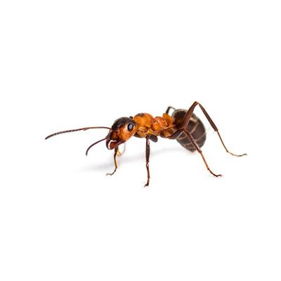 Red Ant — Seaside, CA — Monterey Pest Control Inc.
