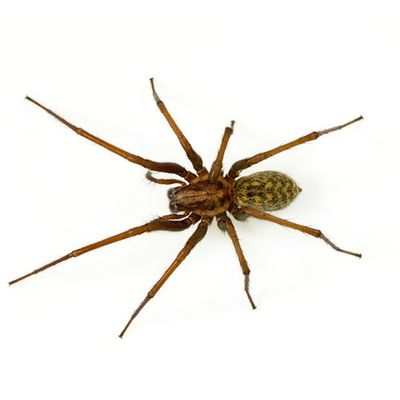 Spider — Seaside, CA — Monterey Pest Control Inc.
