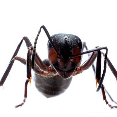 Carpenter Ant — Seaside, CA — Monterey Pest Control Inc.