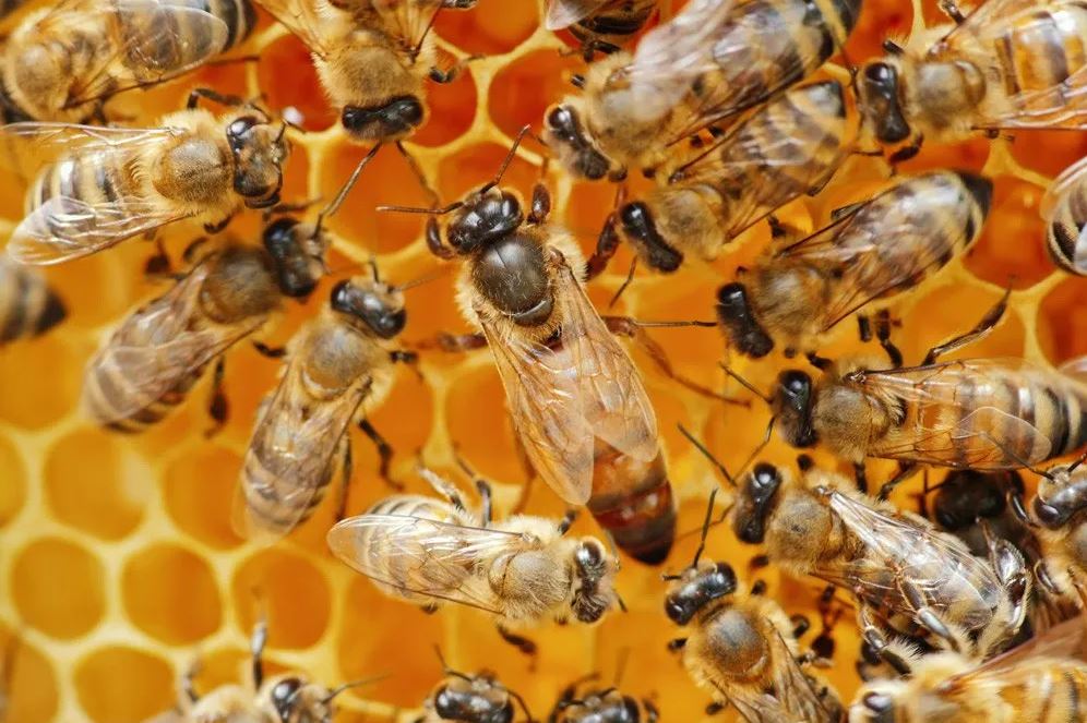 Bees On Honeycomb — Seaside, CA — Monterey Pest Control Inc.