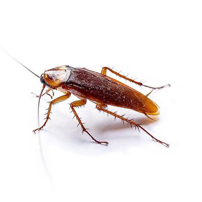 Cockroach — Seaside, CA — Monterey Pest Control Inc.