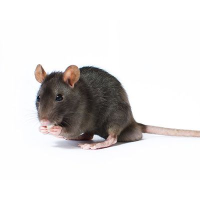 Rat — Seaside, CA — Monterey Pest Control Inc.