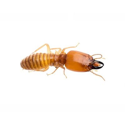Termite — Seaside, CA — Monterey Pest Control Inc.
