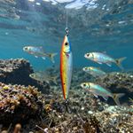Fishing lure suspended underwater with several silver fish nearby.