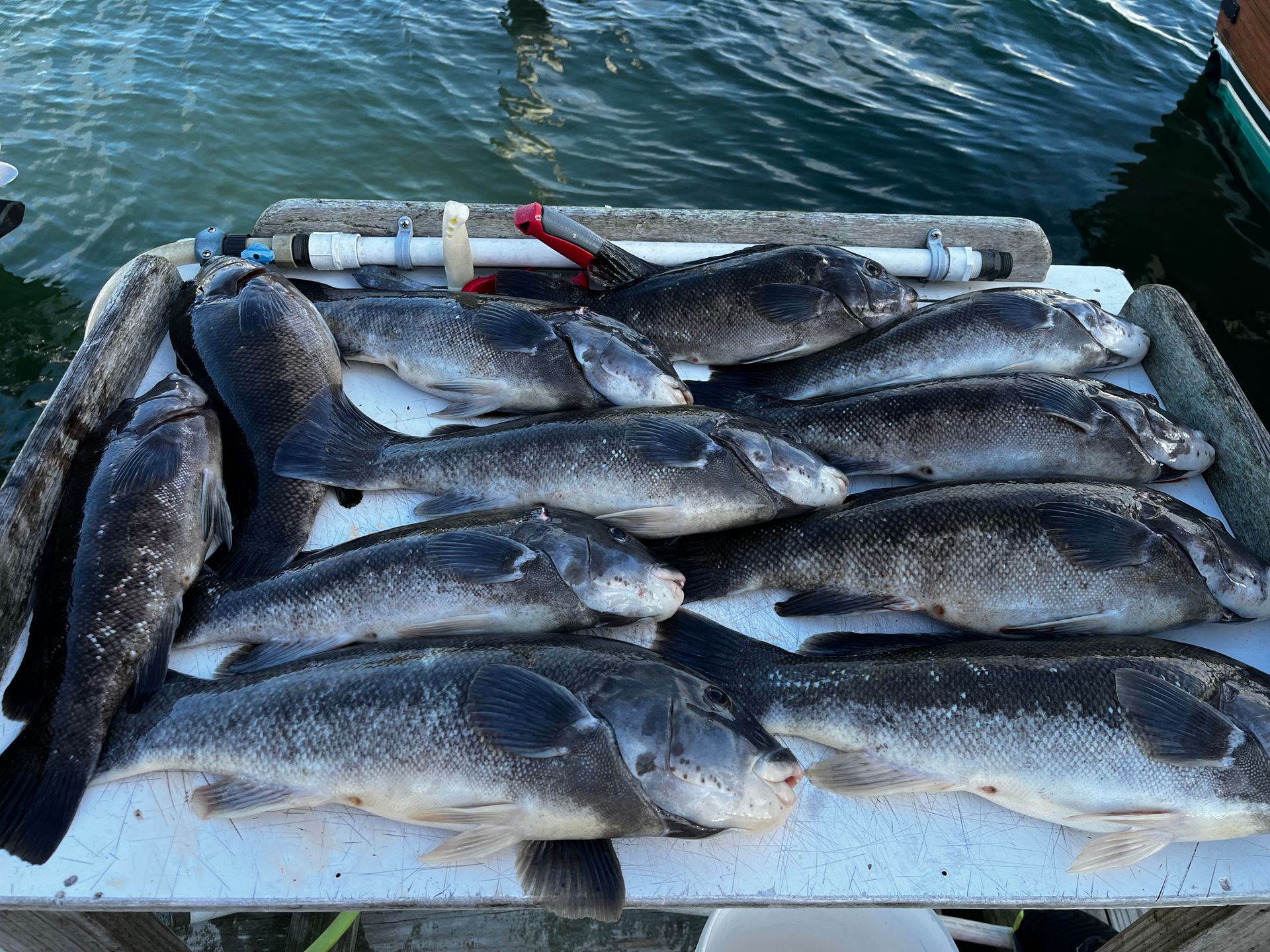 A tray of caught blackfish lays on a dock next to dark water.