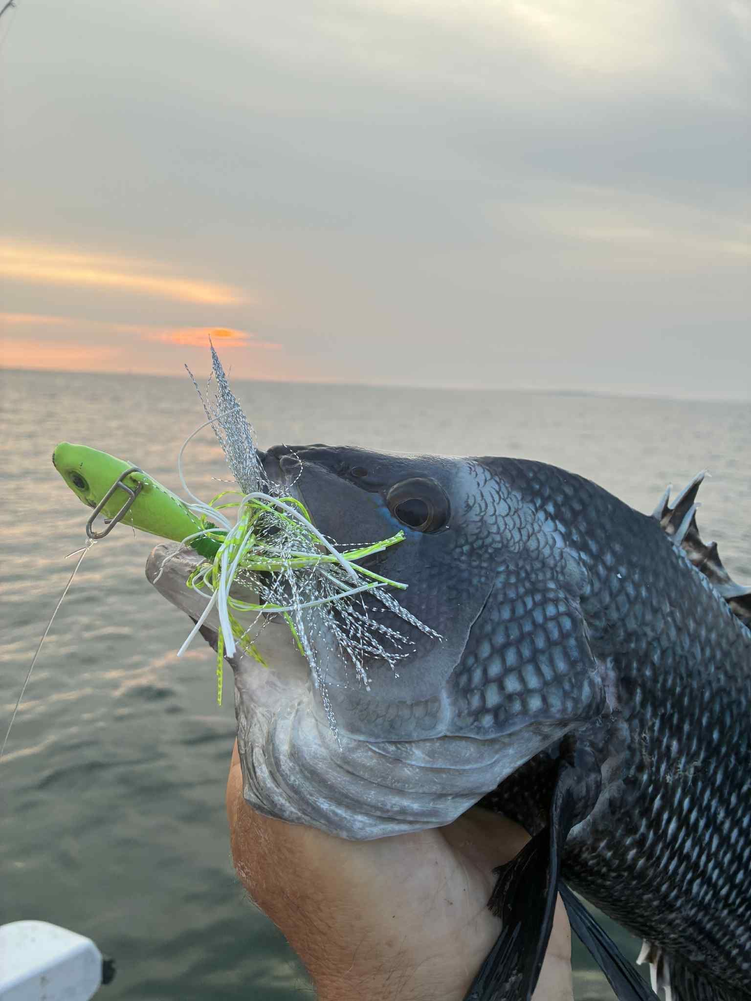 Fish with a green and white lure caught by a person on a boat at sunset.