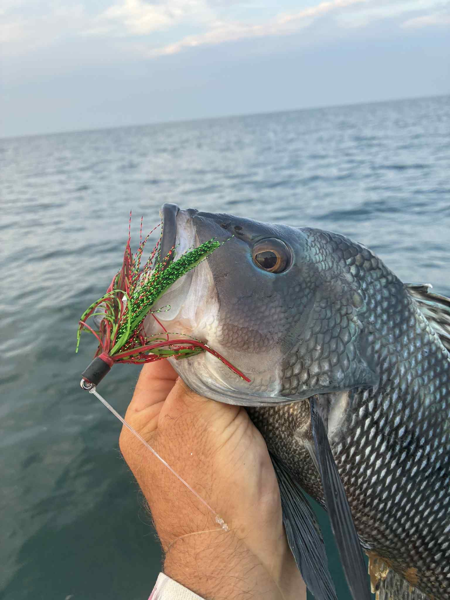 Blackfish held by hand, hooked with a lure. Ocean backdrop, overcast sky.