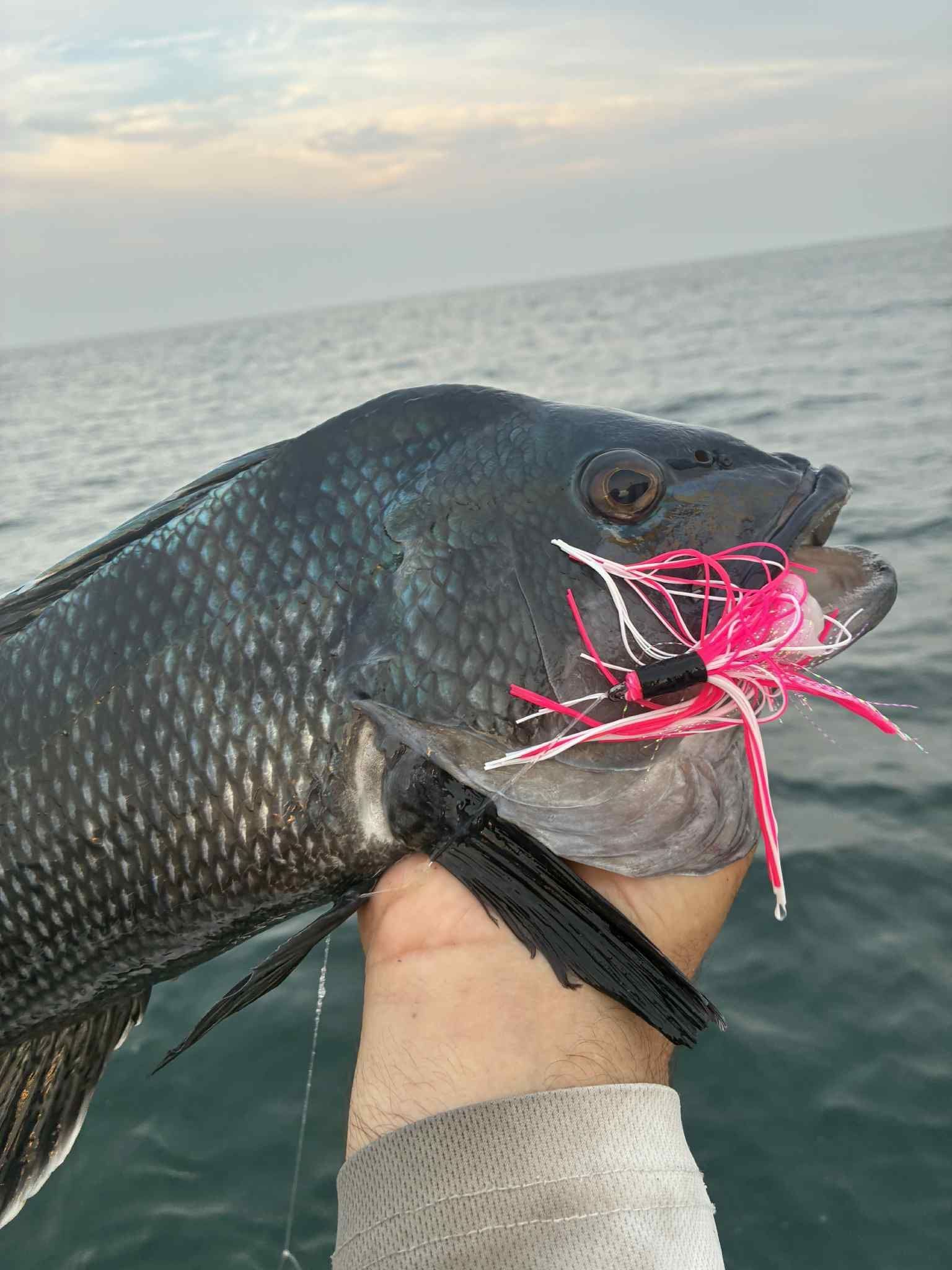Blackfish held by hand, biting a pink and white jig, ocean in background.