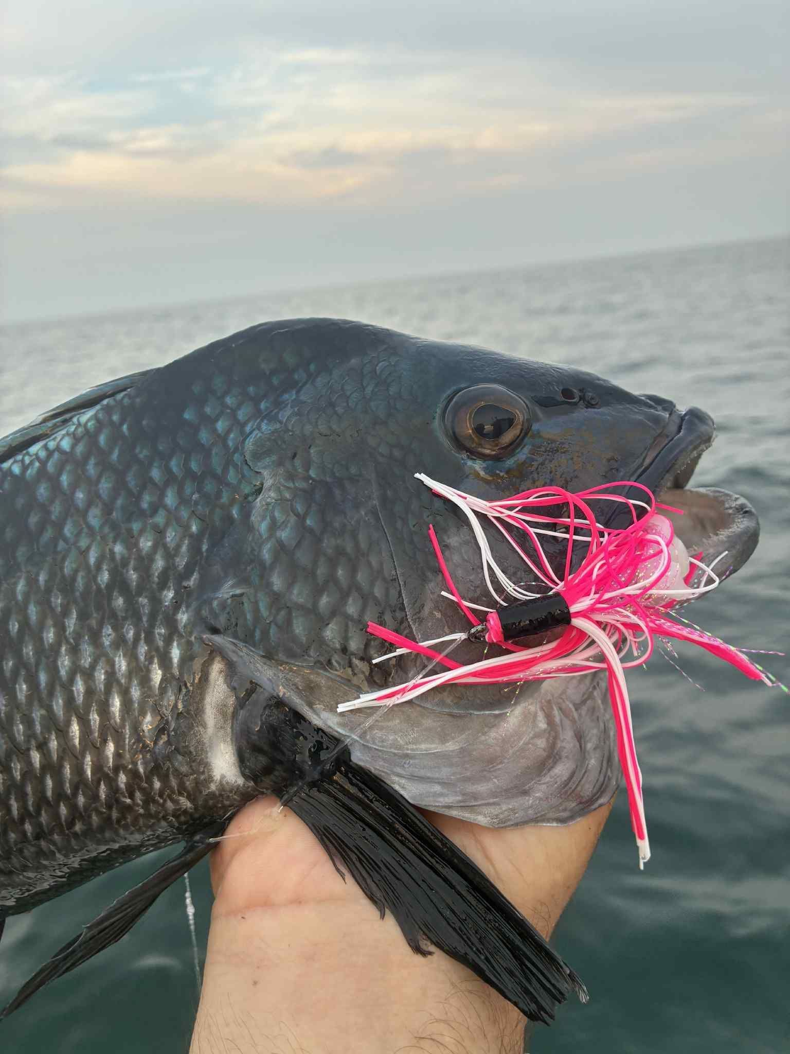 Black fish with a pink and white fishing lure in its mouth, held by a person.