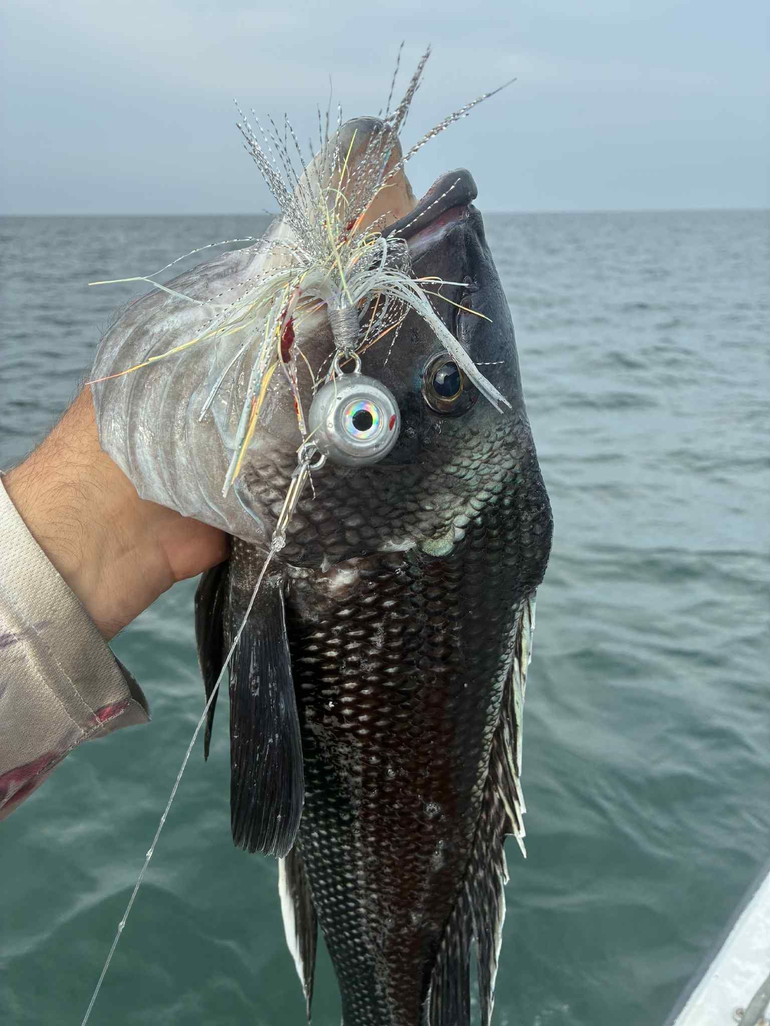 Angler holds a black sea bass with a fishing lure in its mouth. The ocean is in the background.