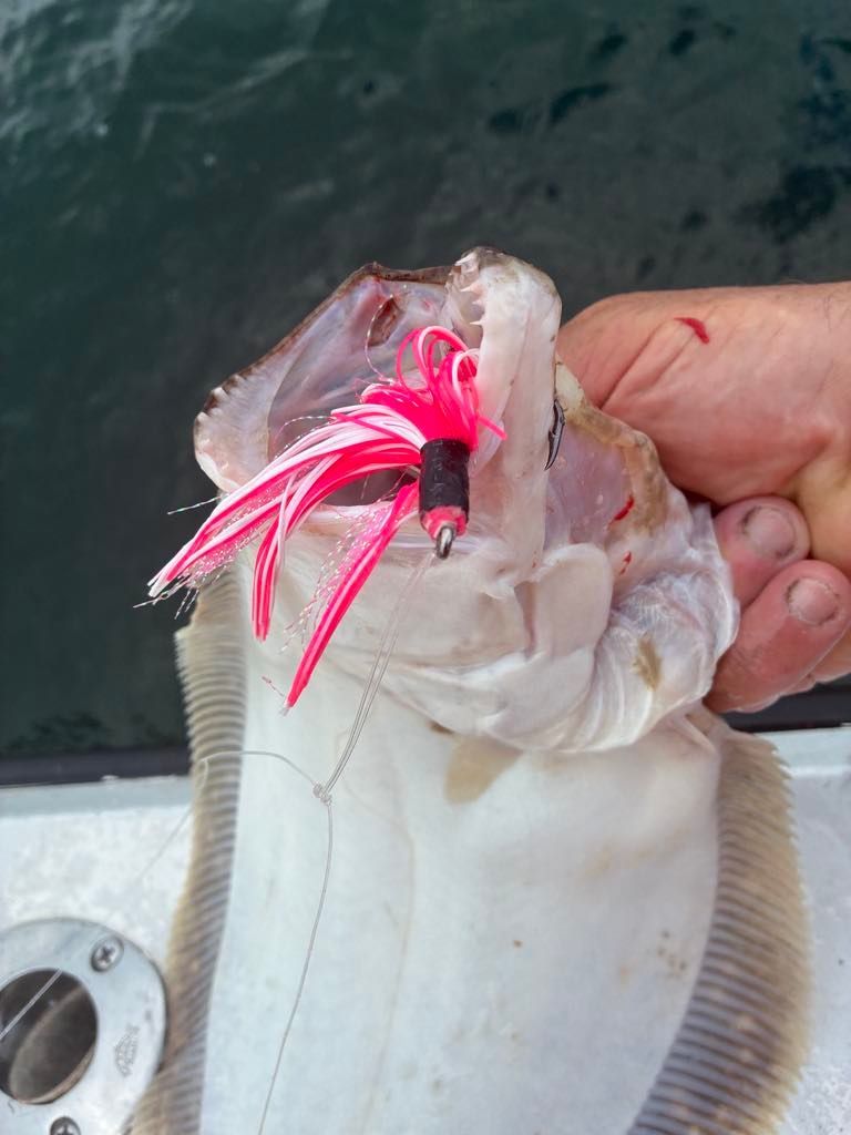 A flatfish with a pink and black fishing lure hooked in its mouth, held by a person.