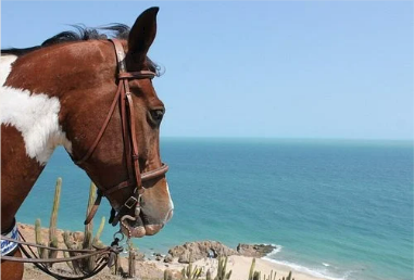 Cavalo com manchas marrons e brancas observa o oceano do alto de um penhasco, sob um céu azul.