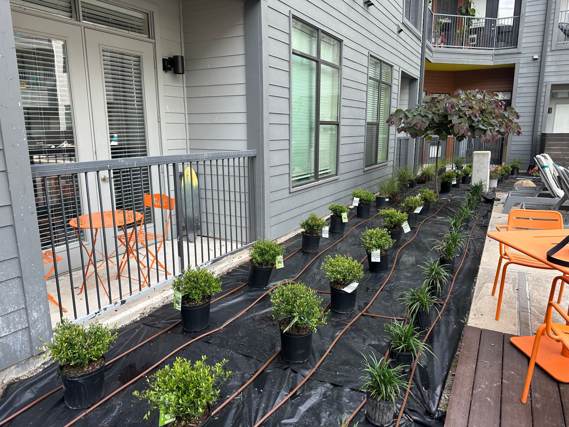 Potted shrubs are arranged in rows on black landscaping fabric along the side of a gray apartment building.
