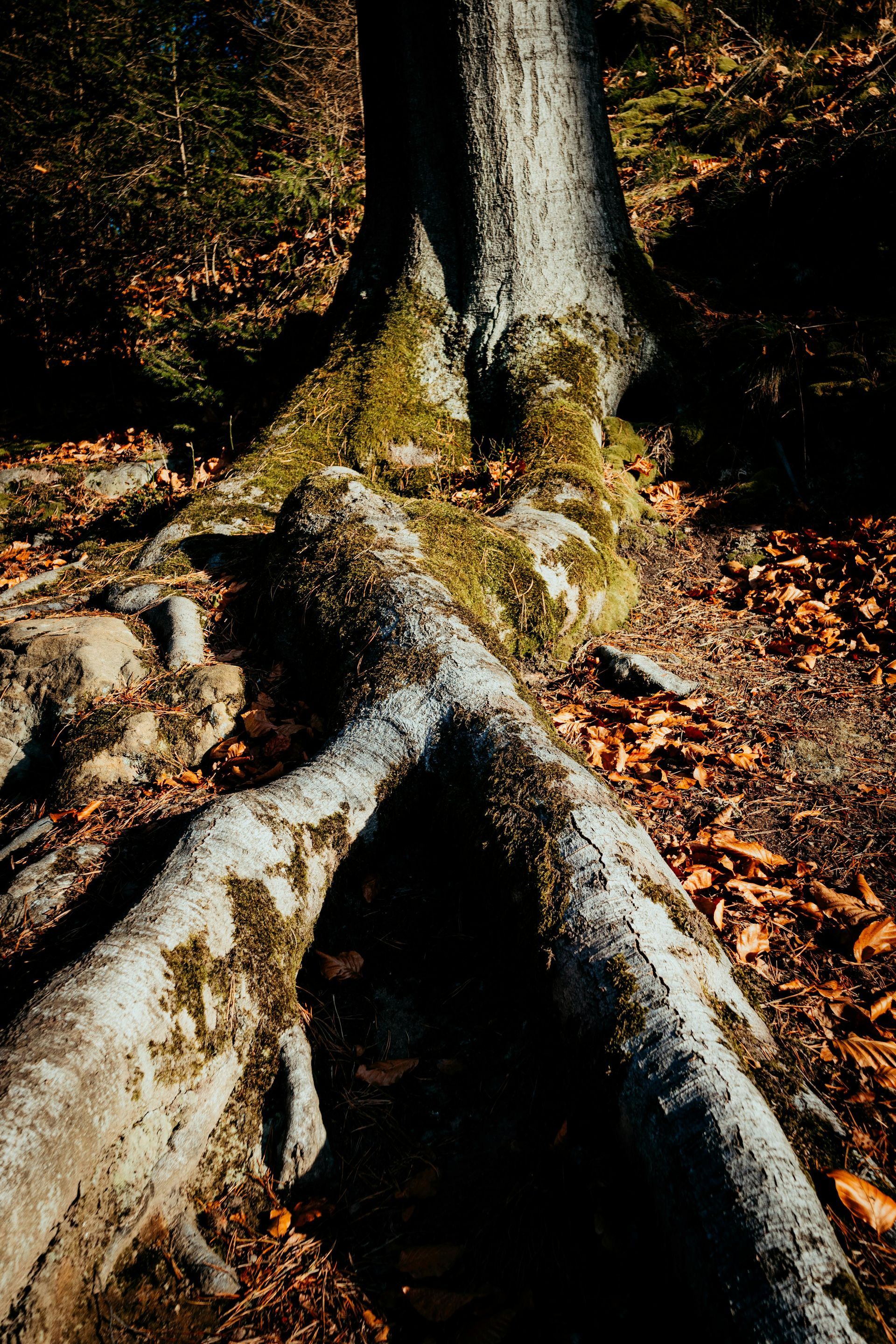 Tree trunk and exposed roots, covered with moss, on a forest floor with fallen leaves.