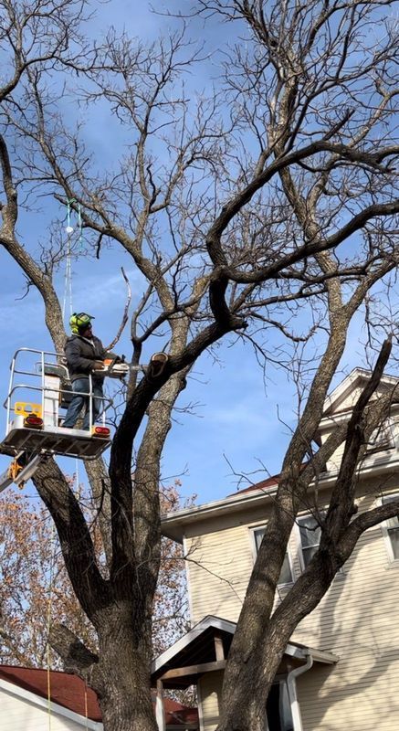 A man is cutting a tree in front of a house.