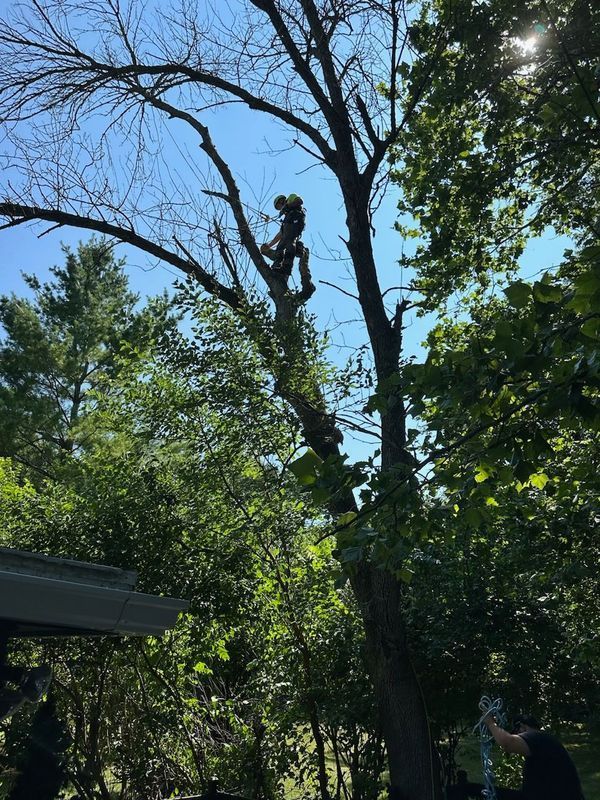 A man is climbing a tree with a chainsaw.