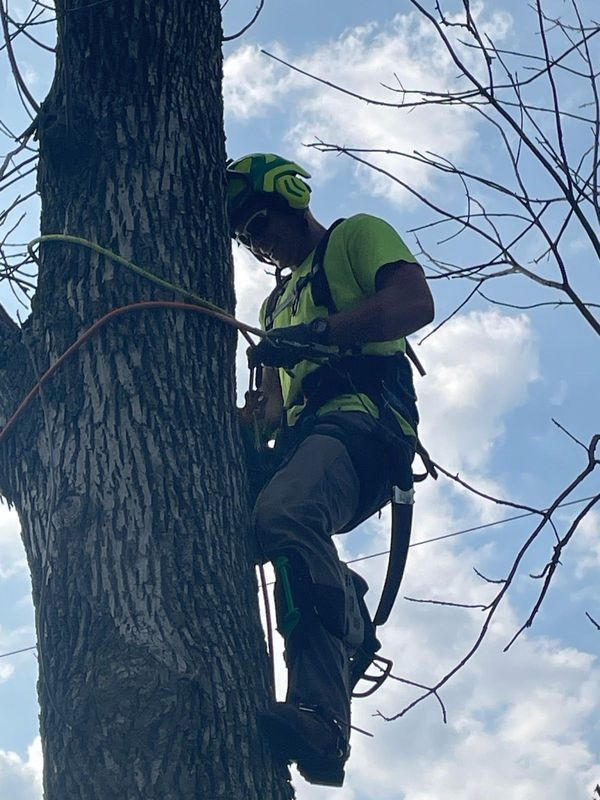 A man in a green shirt is climbing a tree.