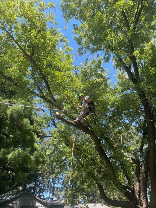 A man is sitting on a tree branch cutting a tree.