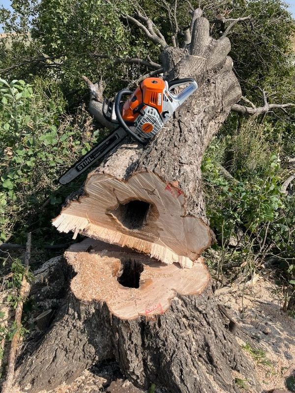 A chainsaw is sitting on top of a large tree stump.