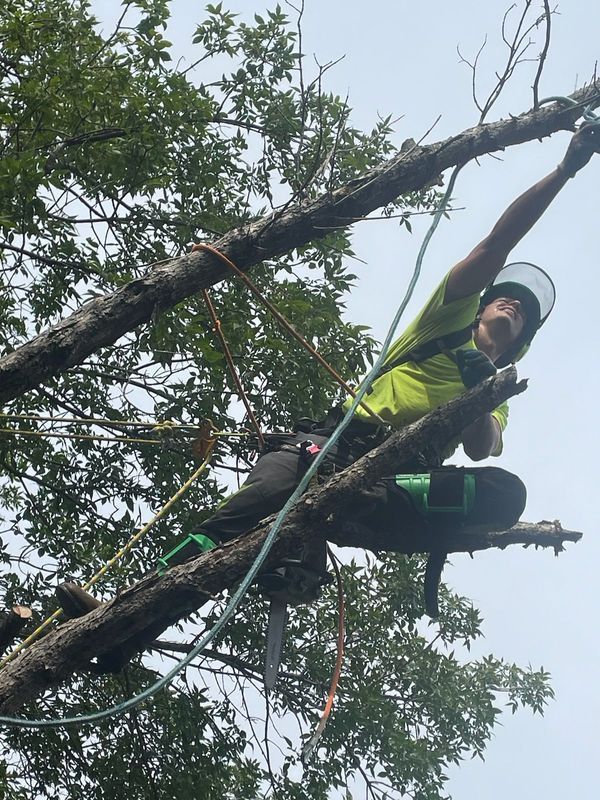 A man is sitting on a tree branch with a chainsaw.