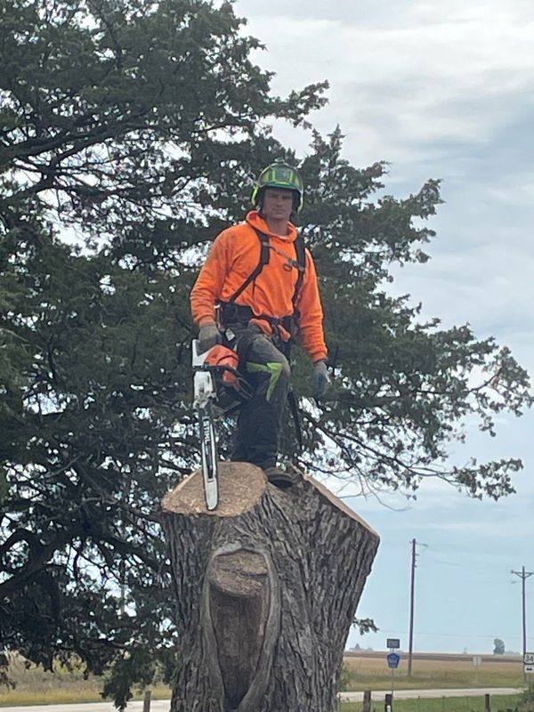 A man is standing on top of a tree stump with a chainsaw.
