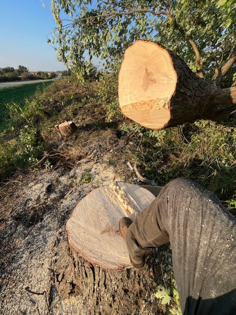 A person is standing next to a tree stump.