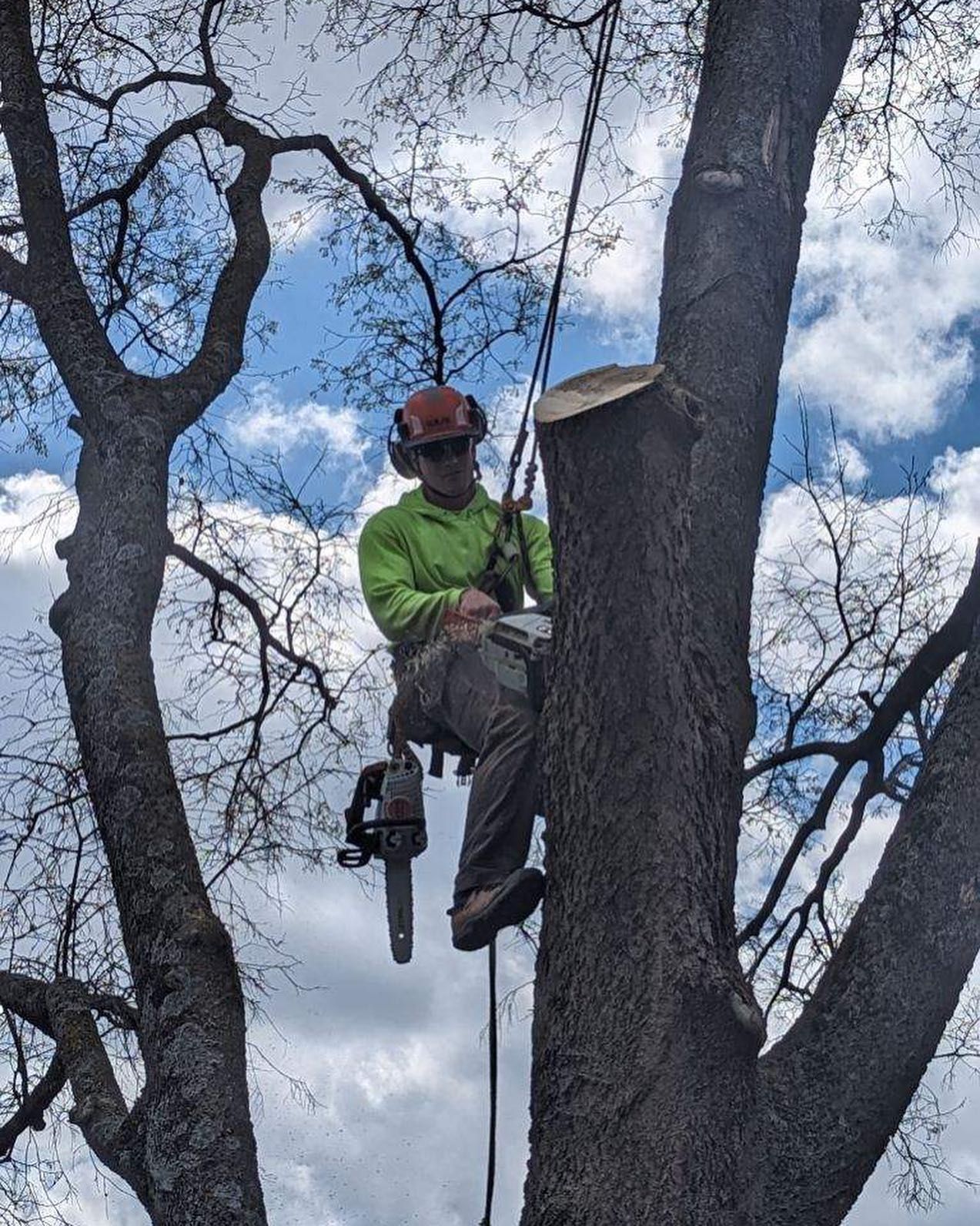 A man is climbing a tree with a chainsaw.