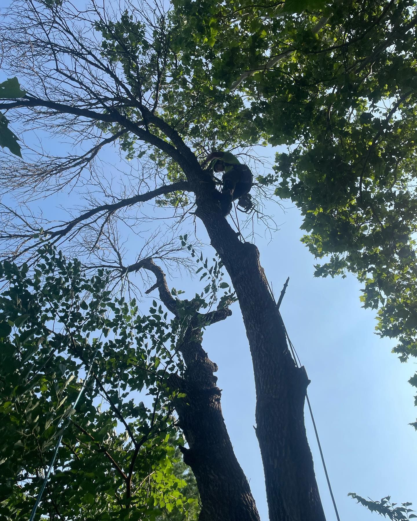 A man is climbing up a tree with a rope.