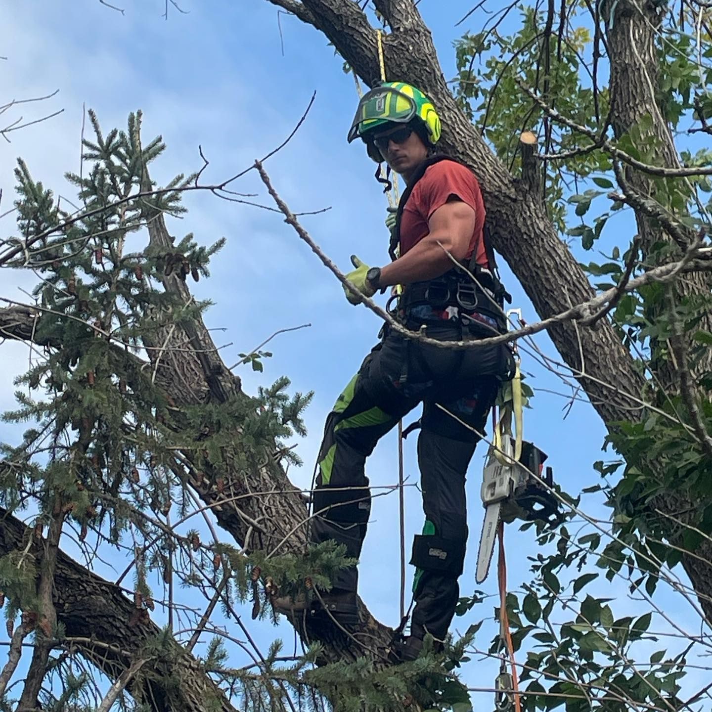 A man is standing on a tree branch with a chainsaw.