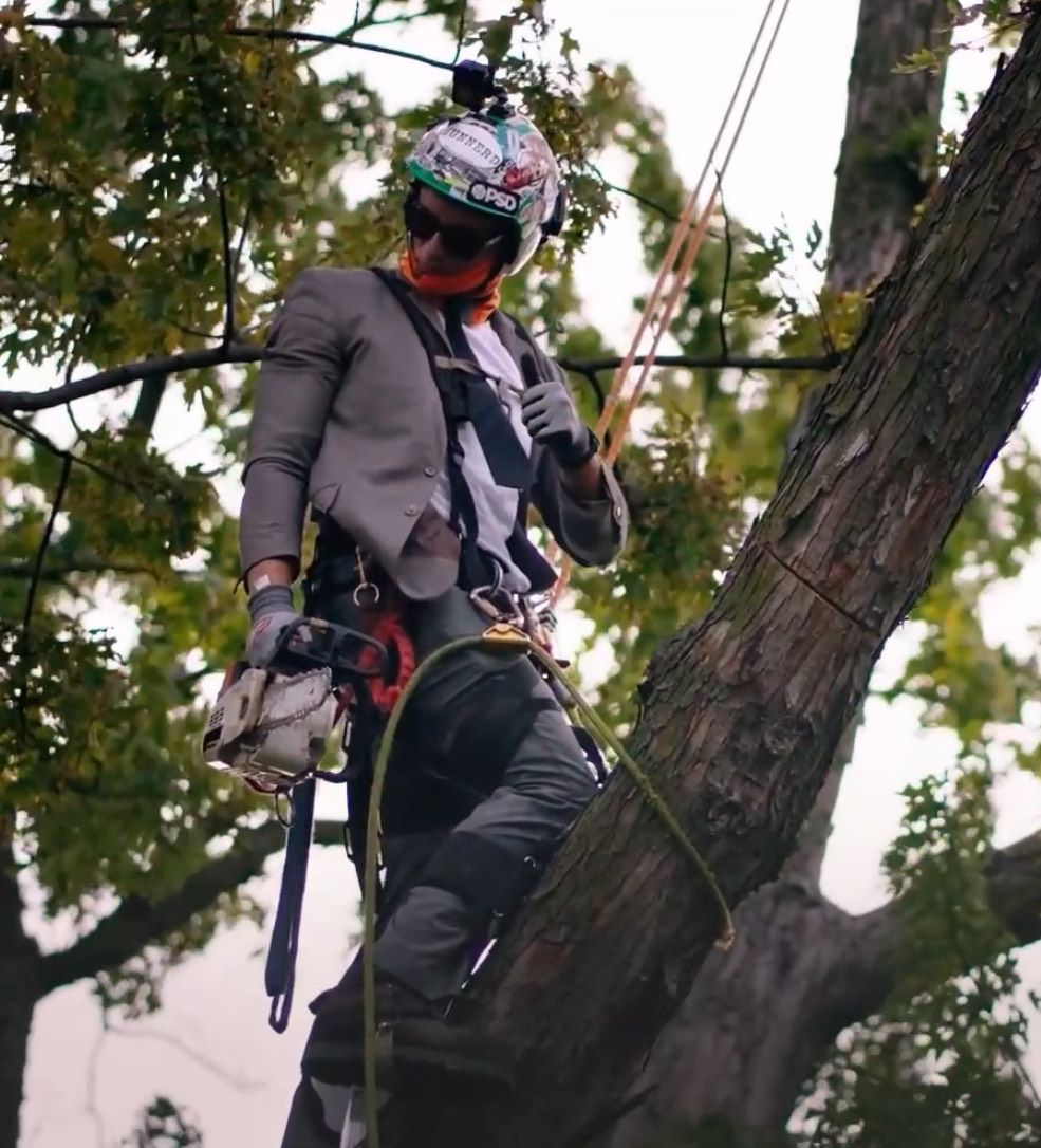 Person in a tree, wearing a helmet, safety harness, and blazer. They are holding a rope and looking towards the right.
