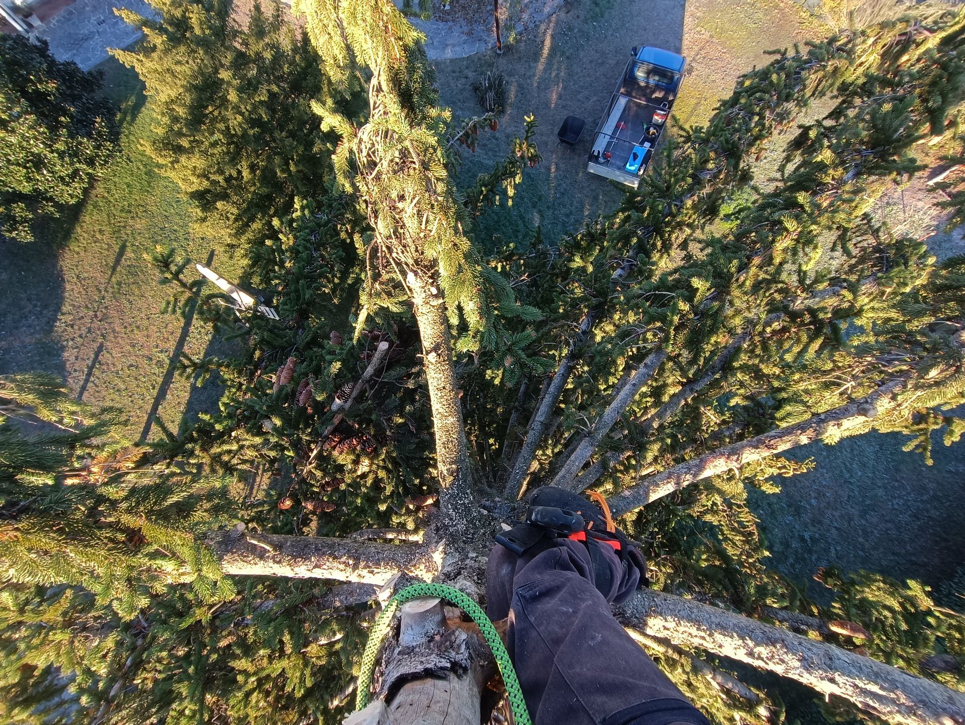 tree climbing