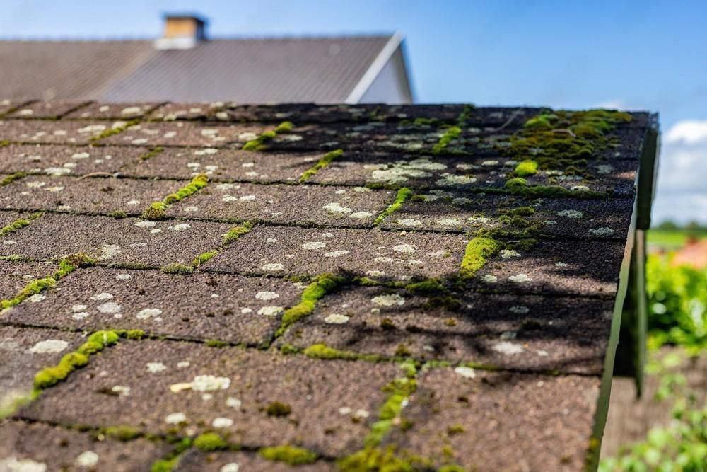 a roof with moss growing on it and a house in the background .